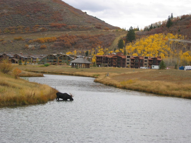 Moose grazing in Deer Valley ponds with Lodges at Deer Valley in the background.