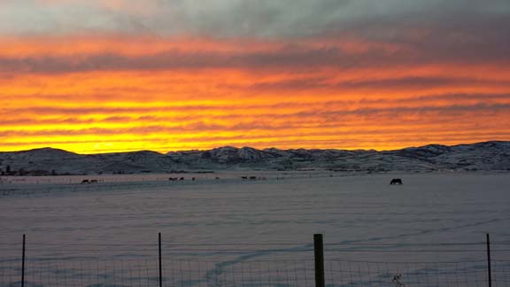 Chilly January evening in Kamas Valley, cows grazing in field framed by beautiful sunset.
